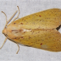 Plesanemma fucata at Bolivia, NSW - suppressed