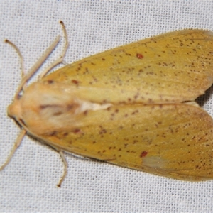 Plesanemma fucata at Bolivia, NSW - suppressed