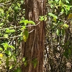 Unverified at suppressed - suppressed