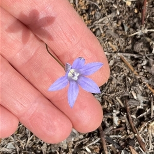 Wahlenbergia sp. at Higgins, ACT - 15 Apr 2025 12:36 PM