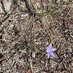 Wahlenbergia sp. at Higgins, ACT - 15 Apr 2025 12:36 PM