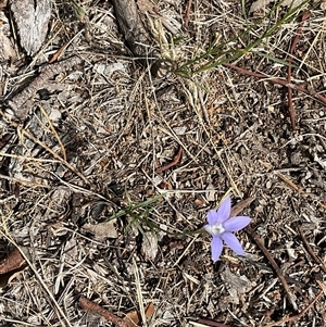 Wahlenbergia sp. at Higgins, ACT - 15 Apr 2025 12:36 PM