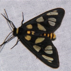 Amata (genus) at Bolivia, NSW - suppressed