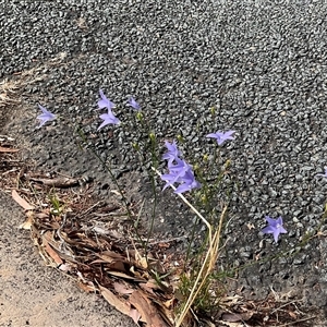 Wahlenbergia capillaris at Higgins, ACT - 15 Apr 2025 12:51 PM