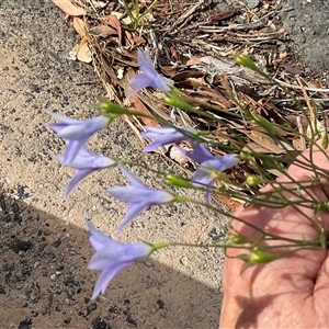 Wahlenbergia capillaris at Higgins, ACT - 15 Apr 2025 12:51 PM