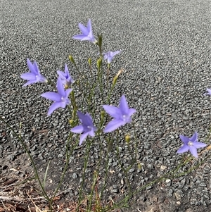 Wahlenbergia capillaris at Higgins, ACT - 15 Apr 2025 12:51 PM