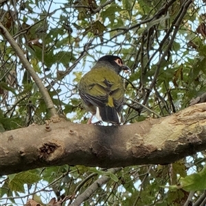 Sphecotheres vieilloti at Redfern, NSW - Yesterday 07:01 AM