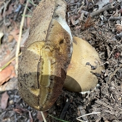 Phlebopus marginatus at Higgins, ACT - 15 Apr 2025 by Jennybach