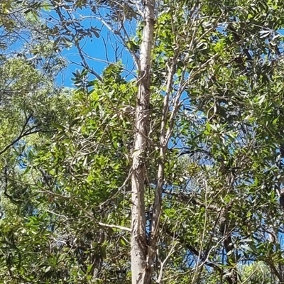 Unverified Other Tree by MazzV
