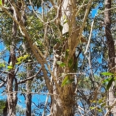 Unverified at suppressed - suppressed