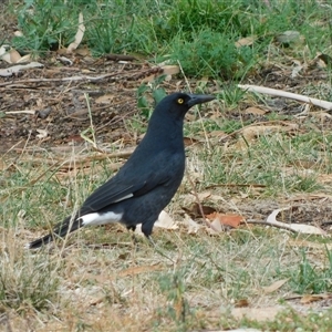 Strepera graculina (Pied Currawong) at Symonston, ACT - 15 Apr 2025 by CallumBraeRuralProperty
