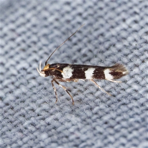 Limnaecia chionospila (Cosmopterigid) by DPRees125