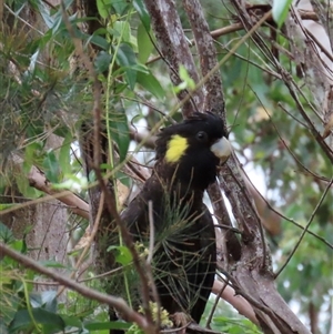 Zanda funerea (Yellow-tailed Black-Cockatoo) at Kangaroo Valley, NSW - 15 Apr 2025 by lbradley