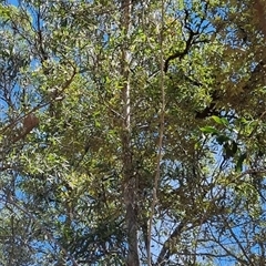 Unverified Other Tree by MazzV