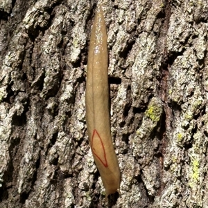 Triboniophorus graeffei (Red Triangle Slug) at Kangaroo Valley, NSW - 15 Apr 2025 by lbradley