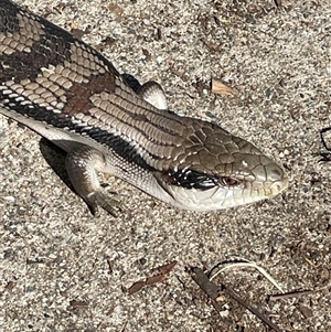 Tiliqua scincoides scincoides at Hackett, ACT - 9 Apr 2025 02:07 PM