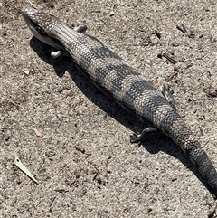 Tiliqua scincoides scincoides at Hackett, ACT - 9 Apr 2025 02:07 PM