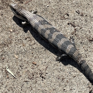 Tiliqua scincoides scincoides at Hackett, ACT - 9 Apr 2025 02:07 PM