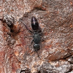 Aglaotilla sp. (genus) (Australian Velvet Ant) at Throsby, ACT - 6 Apr 2025 by TimL