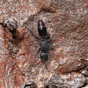 Aglaotilla sp. (genus) (Australian Velvet Ant) at Throsby, ACT - 6 Apr 2025 by TimL