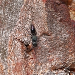 Aglaotilla sp. (genus) at Throsby, ACT - 6 Apr 2025 11:47 AM