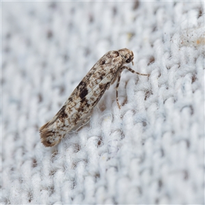 Prays nephelomima (Citrus Flower Moth) at Harrison, ACT - 14 Apr 2025 by DPRees125