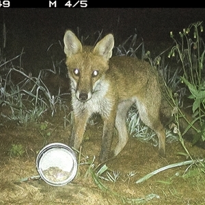 Vulpes vulpes at Lower Portland, NSW - 14 Apr 2025 06:46 AM