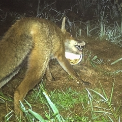 Vulpes vulpes at Lower Portland, NSW - 14 Apr 2025 06:46 AM