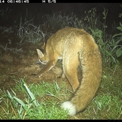 Vulpes vulpes at Lower Portland, NSW - 14 Apr 2025 06:46 AM
