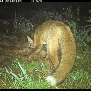 Vulpes vulpes at Lower Portland, NSW - 14 Apr 2025 06:46 AM