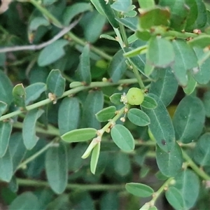 Phyllanthus exilis at Petermann, NT - 15 Apr 2025 07:11 AM
