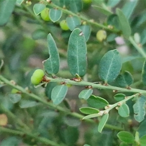 Phyllanthus exilis at Petermann, NT - 15 Apr 2025 07:11 AM