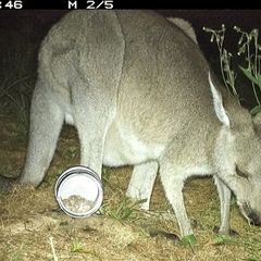 Macropus giganteus (Eastern Grey Kangaroo) at Lower Portland, NSW - 13 Apr 2025 by BlundellsSwamp