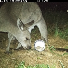 Macropus giganteus at Lower Portland, NSW - 13 Apr 2025 07:11 PM