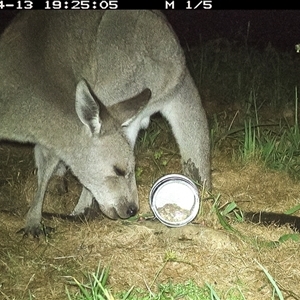 Macropus giganteus at Lower Portland, NSW - 13 Apr 2025 07:11 PM