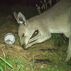 Macropus giganteus at Lower Portland, NSW - 13 Apr 2025 07:11 PM
