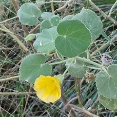 Abutilon leucopetalum at Petermann, NT - 15 Apr 2025 07:09 AM