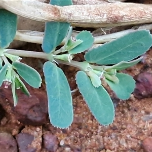 Euphorbia sp. at Petermann, NT - 15 Apr 2025 07:08 AM