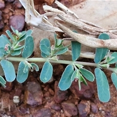 Euphorbia sp. at Petermann, NT - 15 Apr 2025 07:08 AM