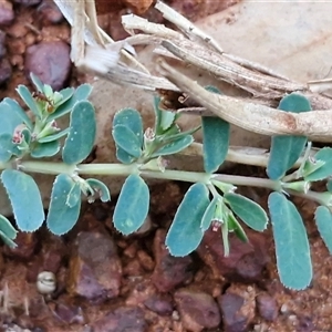 Euphorbia sp. at Petermann, NT - 15 Apr 2025 07:08 AM