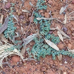 Euphorbia sp. at Petermann, NT - 15 Apr 2025 07:08 AM