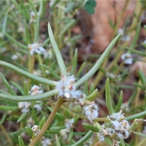 Unverified Other Wildflower or Herb at Petermann, NT - Today by trevorpreston