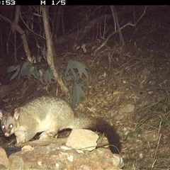 Trichosurus vulpecula (Common Brushtail Possum) at Lower Portland, NSW - 10 Apr 2025 by BlundellsSwamp