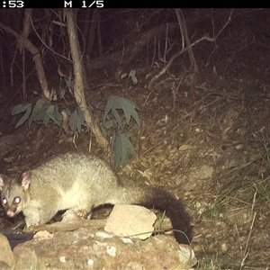 Trichosurus vulpecula at Lower Portland, NSW - 10 Apr 2025 03:35 AM