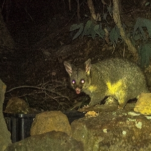 Trichosurus vulpecula at Lower Portland, NSW - 10 Apr 2025 03:35 AM