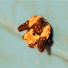 Arkys sp. (genus) at Wodonga, VIC - Yesterday by KylieWaldon