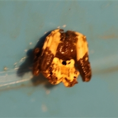 Celaenia excavata at Wodonga, VIC - 15 Apr 2025 04:48 PM