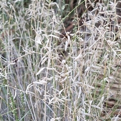 Eragrostis eriopoda at Petermann, NT - 15 Apr 2025 07:04 AM