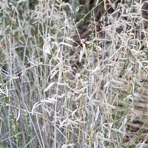 Eragrostis eriopoda at Petermann, NT - 15 Apr 2025 07:04 AM