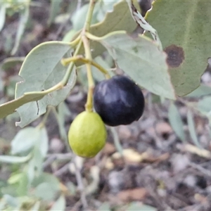 Santalum lanceolatum at Petermann, NT - 15 Apr 2025 07:02 AM